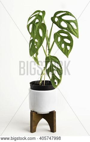 A Formal Studio Shot Of The Monstera Adansonii Plant On A White Mid-century Modern Design Pot With W