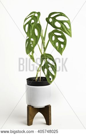 A Formal Studio Shot Of The Monstera Adansonii Plant On A White Mid-century Modern Design Pot With W