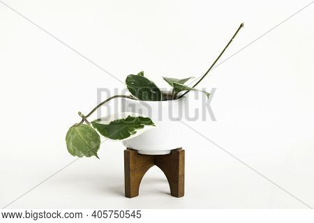 A Formal Studio Shot Of The Hoya Canosa Plant On A White Mid-century Modern Design Pot With Wood Sta