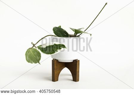 A Formal Studio Shot Of The Hoya Canosa Plant On A White Mid-century Modern Design Pot With Wood Sta