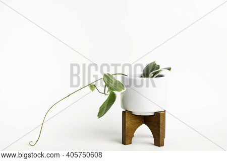 A Formal Studio Shot Of The Hoya Canosa Plant On A White Mid-century Modern Design Pot With Wood Sta