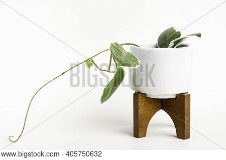 A Formal Studio Shot Of The Hoya Canosa Plant On A White Mid-century Modern Design Pot With Wood Sta