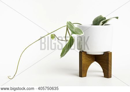A Formal Studio Shot Of The Hoya Canosa Plant On A White Mid-century Modern Design Pot With Wood Sta