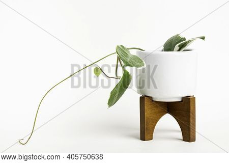 A Formal Studio Shot Of The Hoya Canosa Plant On A White Mid-century Modern Design Pot With Wood Sta