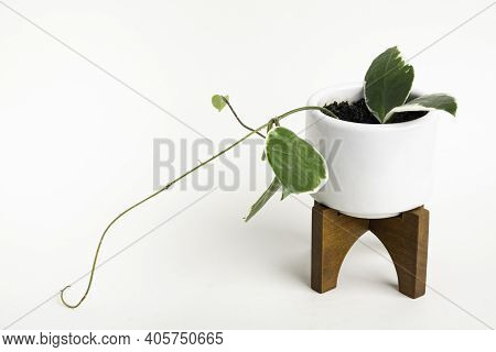 A Formal Studio Shot Of The Hoya Canosa Plant On A White Mid-century Modern Design Pot With Wood Sta