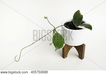 A Formal Studio Shot Of The Hoya Canosa Plant On A White Mid-century Modern Design Pot With Wood Sta