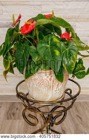 Anthurium, Kitnia, Anthurium Schott, Red Flower, Photographed At Close Range Against A Light Backgro