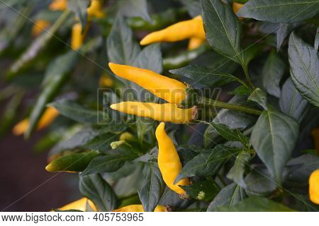 Chilli Pepper Cultivation / Yellow Chilli Pepppers Are Very Spicy.