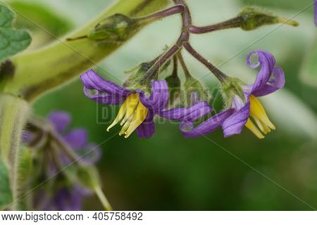 Nipple Fruit (solanum Mammosum) Flowers / Solanaceae Toxic Plant