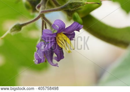 Nipple Fruit (solanum Mammosum) Flowers / Solanaceae Toxic Plant