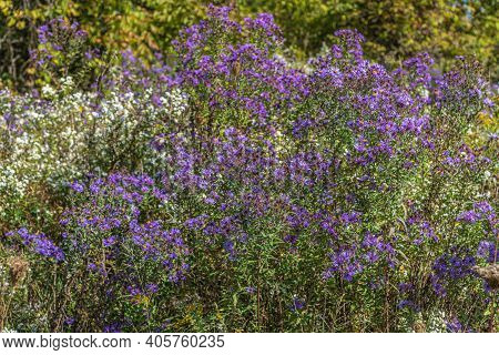 Purple Wild Flowers. New England Aster. Symphyotrichum Novae-angliae. Aster Novae-angliae.
