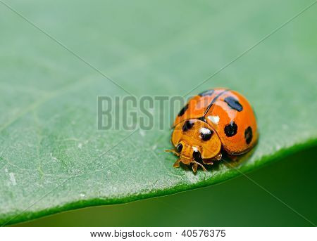Coccinelle orange