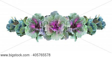 Ornamental Kales In A Floral Line Arrangement Isolated On White. Decorative Cabbage. Brassica Olerac