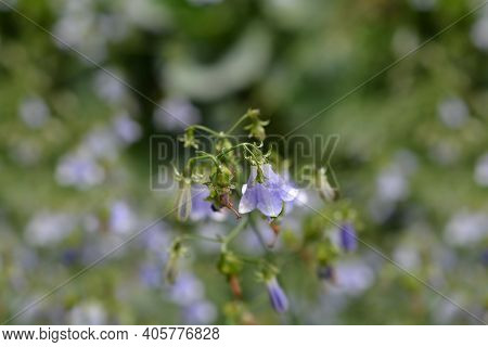 Lilyleaf Ladybell - Latin Name - Adenophora Liliifolia