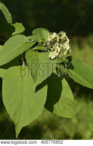 Harlequin Glorybower - Latin Name - Clerodendrum Trichotomum