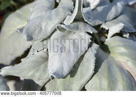 Shining-white Ragwort Angel Wings Leaves - Latin Name - Senecio Candidans Angel Wings