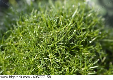 Scotch Moss Senior - Latin Name - Sagina Subulata Senior