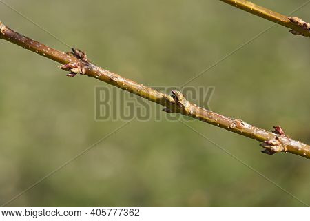 Weeping Forsythia Branch With Flower Buds - Latin Name - Forsythia Suspensa