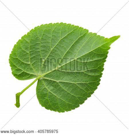 Branch Of Linden Tree Leaves Isolated On A White Background, Top View. File Contains Clipping Path.