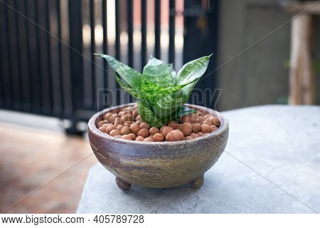 Snake Plant Or Sansevieria Trifasciata Prain In Ceramic Pot.