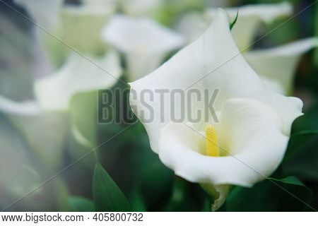 Beautiful Calla Lily Flower Is White, Copy Space. Calla Or Whitefly Is A Genus Of Plants In The Fami