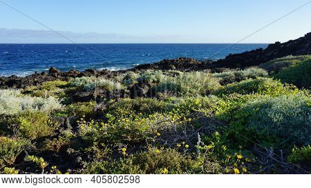 The Coast Of Montaña Pelada In Tenerife, Canary Islands, Spain. Spring Flowers On The Ocean Backgrou
