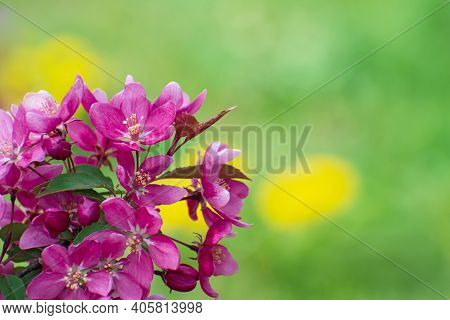 The Beautiful   Flowering Branch Of Wild Pink Cherry On Blurred Green-yellow Background With Copy Sp