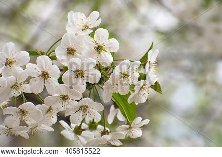 The Beautiful  Blooming White Cherry Branch On Blurred Multicolored Floral Background. Flowering Che