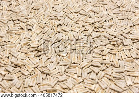 Texture Full Background View Opo Gourd Or Calabash Squash Seeds Isolated On White Background