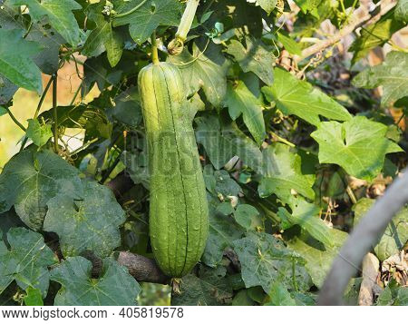 Luffa Acutangular, Cucurbitaceae Green Vegetable Fresh In Garden On Nature Background