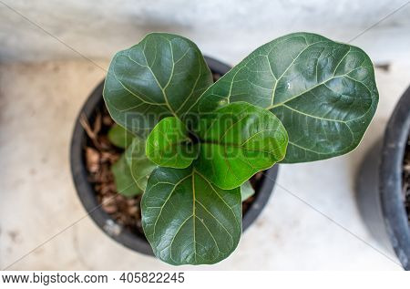 Little Fiddle Leaf Fig Tree In A Black Pot, Top View.