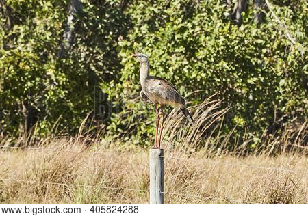 Red Legged Seriema, Cariama Cristata, Also Crested Cariama Or Crested Seriema, In The Wetlands Of Th