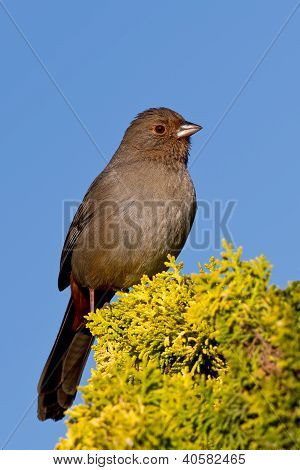 Californien Towhee (melozone Crissalis)