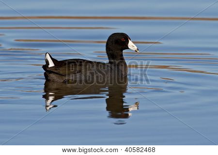 Gyűrűscsőrű szárcsa (fulica Americana)