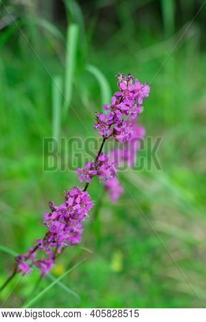 Pinl Colored Viscaria Vulgaris Flowers Also Known As The Sticky Catchfly Or Clammy Campion On Green 