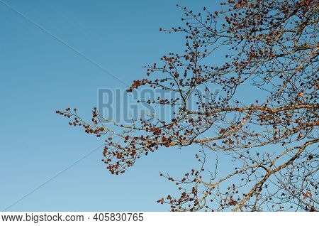 Empty Cupules Of A Beech Tree In Golden Sunlight On A Winter Evening With Clear Blue Sky