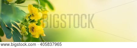 Closeup Of Yellow Flower On Blurred Gereen Background Under Sunlight With Copy Space Using As Backgr