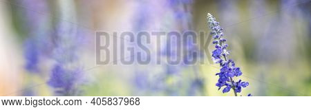 Closeup Of Purple Lavender Flower On Blurred Gereen Background Under Sunlight With Copy Space Using 
