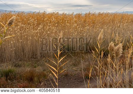 View Of The Natural Reserve Of Plants And Birds La Marjal Els Moros In The Town Of Puzol In Spain. N
