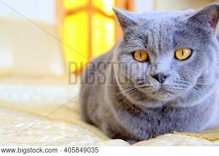 A Beautiful Gray Plush Scottish Straight Cat With Yellow Eyes. Trendy Cat. Bright And Unrivaled Gray