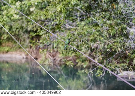 Little Green Kingfisher On A Steel Cable At A Beautiful And Romantic Little Spa In The Area Of Jardi