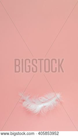One White Feather On A Color Background. Pink Background