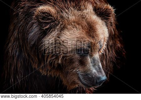 Front View Of Brown Bear Isolated On Black Background. Portrait Of Kamchatka Bear (ursus Arctos Beri