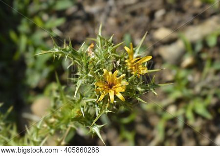 Common Golden Thistle Flower Bud - Latin Name - Scolymus Hispanicus
