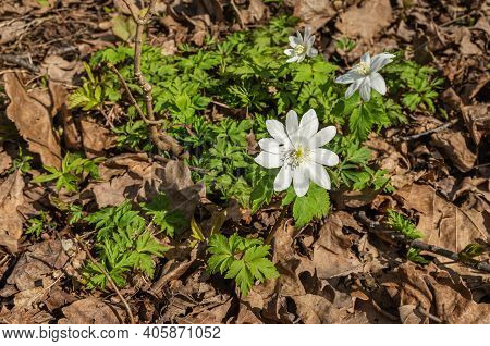 Blooming Anemone (anemone Nemorosa) In The Forest In Spring.
