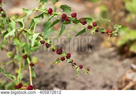 Mary Multifoliate, Zhminda, Strawberry Spinach (chenopodium Capitatum)
