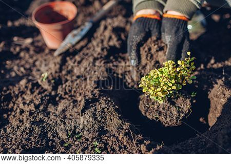 Gardener Transplanting Barberry Bush From Container Into Soil Tramping Down Durt. Spring Gardening W