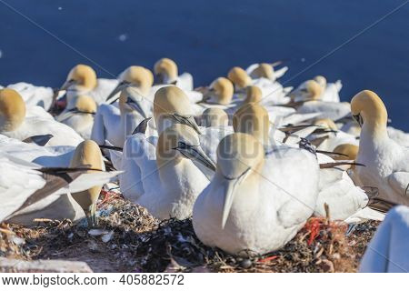 Wild Bird In The Wild Morus Bassanus - Northern Gannet On The Island Of Helgoland On The North Sea I