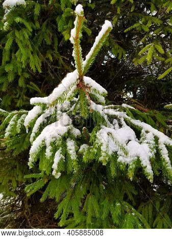 Branches Of Spruce Covered With Snow. Winter Background