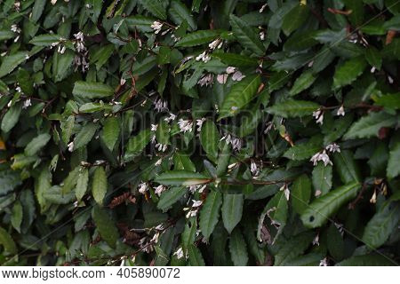 Elaeagnus Pungens Flowers In Autumn / Elaeagnaceae Evergreen Shrub